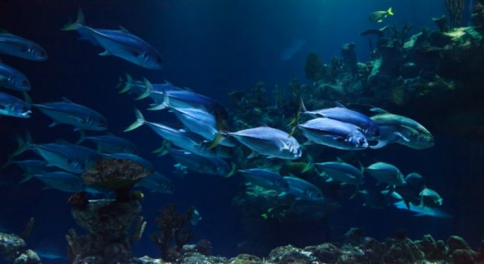 Υπεραλιεύεται το 96% των ιχθυαποθεμάτων της Μεσογείου Υπεραλιεύεται το 96% των ιχθυαποθεμάτων της Μεσογείου