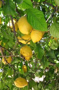 Λεμόνι: Τσιμπάνε οι τιμές, αυξάνονται οι εκτάσεις