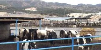 Περιφέρεια Ηπείρου: Απλοποίηση διαδικασιών νομιμοποίησης κτηνοτροφικών εγκαταστάσεων