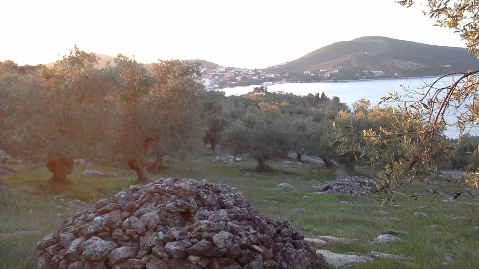 Μαγνησία: Οι βιοκαλλιεργητές ελαιολάδου επιμένουν