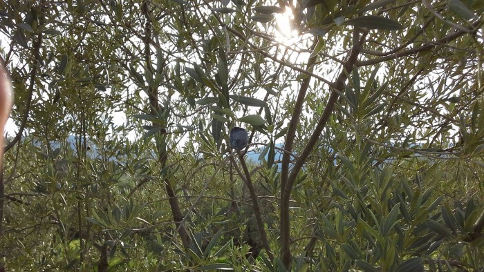 Μαγνησία: Οι βιοκαλλιεργητές ελαιολάδου επιμένουν