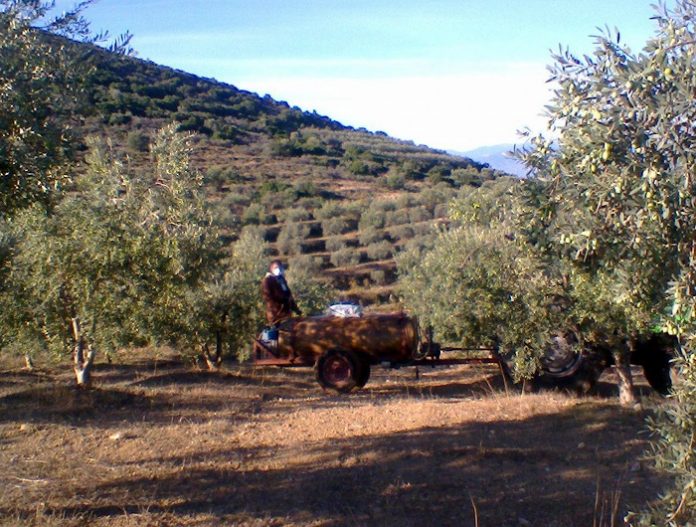 Το Google Earth κατά του δάκου Το Google Earth κατά του δάκου