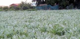 Αγκινάρα Η χρυσοφόρος καλλιέργεια κινδυνεύει με εξαφάνιση