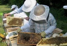 Π.Ε. Κιλκίς: Έως 28/4 οι αιτήσεις για τη μελισσοκομία