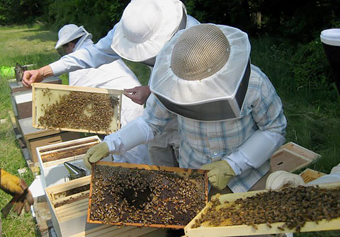 Π.Ε. Κιλκίς: Έως 28/4 οι αιτήσεις για τη μελισσοκομία