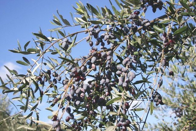 Σύσκεψη για την Xylella στην Πελ/νησο