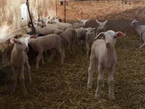 Επενδύουν στην εκτροφή ελληνικών προβάτων της φυλής Φριζάρτα