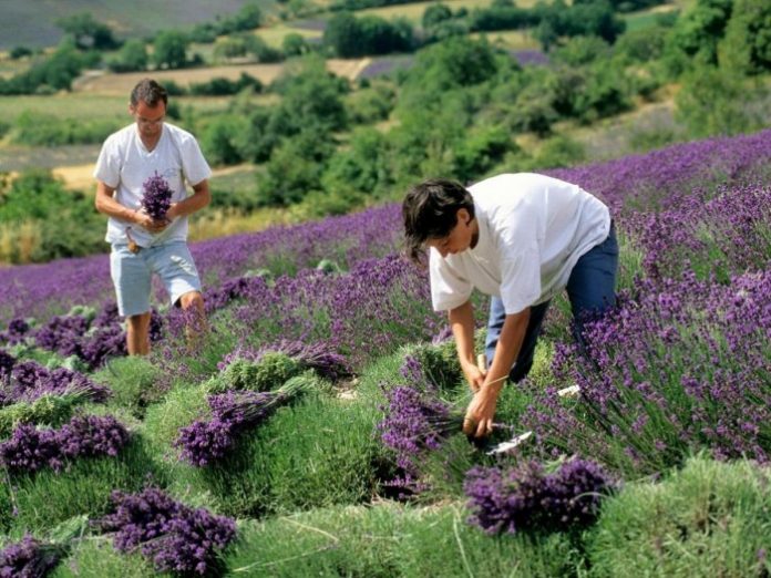 neoi agrotes Επιστρέφουν οι νέοι στην Ιταλική γεωργία