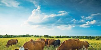 Φ.Αραμπατζή: «Φιάσκο» στη βιολογική κτηνοτροφία – βγάζει εκτός όλους τους κτηνοτρόφους