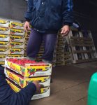 Το ypaithros.gr στις καλλιέργειες φράουλας στη Μανωλάδα Ηλείας (φωτό)