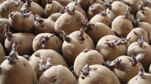 Η Αίγυπτος απειλεί την παραγωγή πατάτας