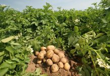 Η Αίγυπτος απειλεί την παραγωγή πατάτας