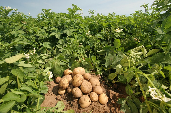 i-aigyptos-apeilei-tin-paragogi-patatas-24745