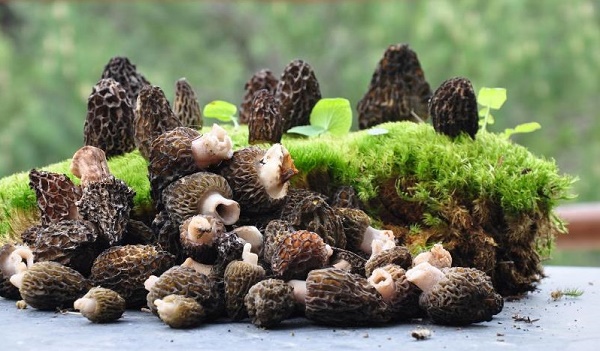 Κυνήγι τρούφας στο Μουσείο Φυσικής Ιστορίας Μετεώρων