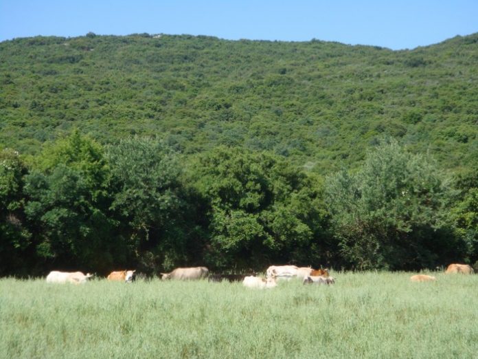 Μια βραβευμένη φάρμα στα Ακαρνανικά