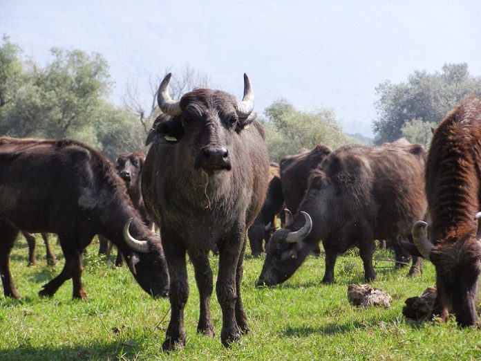 Μπέκας, όπως λέμε βουβαλινό γάλα