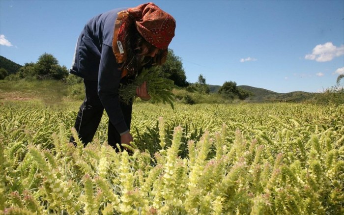 opeka-katavalletai-simera-to-voithima-se-polyteknes-agrotisses-miteres-24601