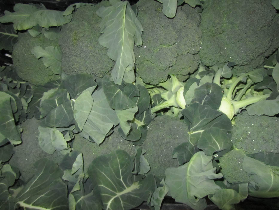 Η «Ύπαιθρος Χώρα» στην Πρέβεζα