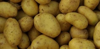 Πατάτες Νευροκοπίου: Πολλαπλασιάζονται χωρίς... να γεννούν