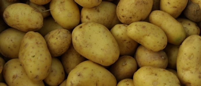 Πατάτες Νευροκοπίου: Πολλαπλασιάζονται χωρίς... να γεννούν