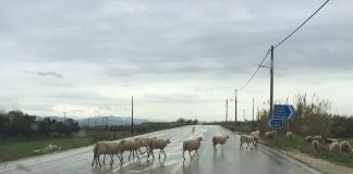 πρόβατα δρόμος
