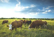 Πλαίσιο εφαρμογής για τους γενετικούς πόρους στην κτηνοτροφία στο νέο ΠΑΑ