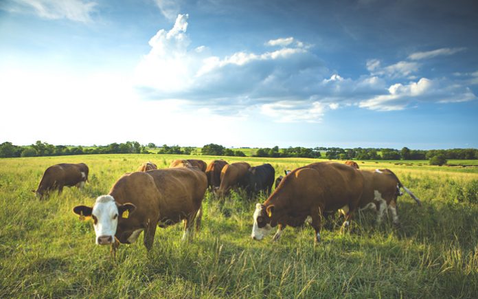 Πλαίσιο εφαρμογής για τους γενετικούς πόρους στην κτηνοτροφία στο νέο ΠΑΑ
