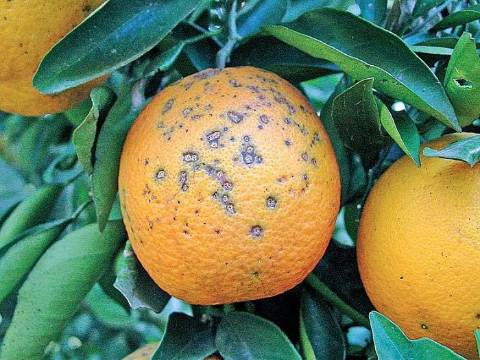 copa-cogeca-sima-kindynou-gia-ti-mavri-kilida-sta-esperidoeidi-23567