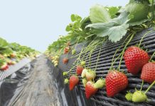 Οι φράουλες απειλούν τον υδροφόρο ορίζονα
