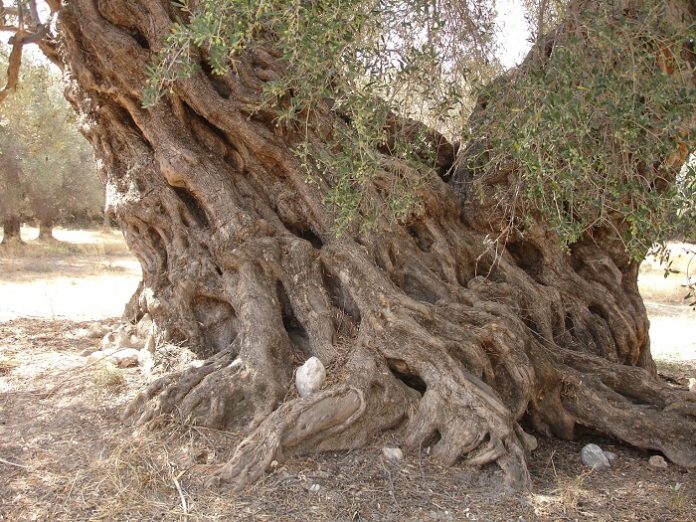 Τα ελαιόδεντρα της Κρήτης που αψηφούν τον χρόνο