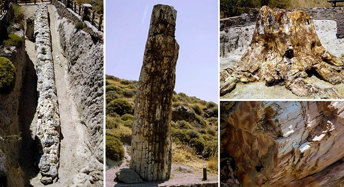 Το απολιθωμένο δάσος στο Σίγρι της Λέσβου