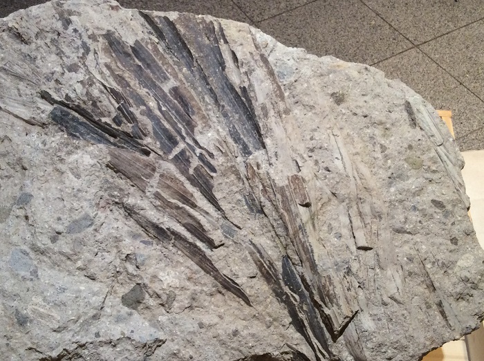 Το δάσος κάτω από τον δρόμο