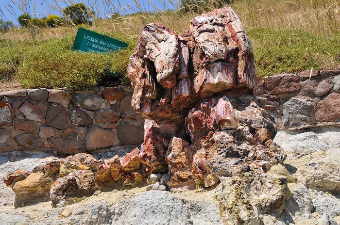 το απολιθωμένο δάσος στο Σίγρι της Λέσβου