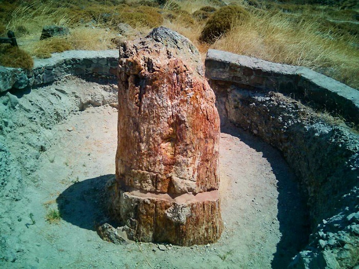 το απολιθωμένο δάσος στο Σίγρι της Λέσβου
