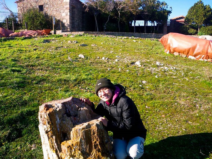 το απολιθωμένο δάσος στο Σίγρι της Λέσβου