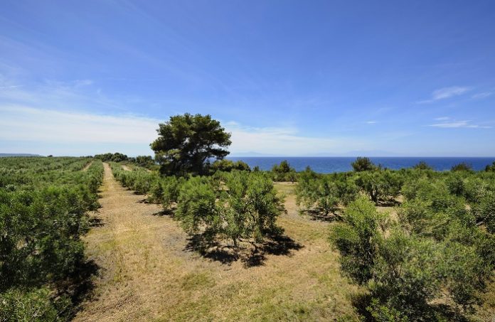 Ν.Δ: Ποια τα μέτρα του ΥπΑΑΤ για την πρόληψη και προστασία από την Xylella; Ν.Δ: Ποια τα μέτρα του ΥπΑΑΤ για την πρόληψη και προστασία από την Xylella;