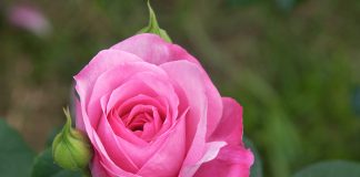 Βόιο Κοζάνης: Το τριαντάφυλλο απειλεί τη δόξα του κρόκου