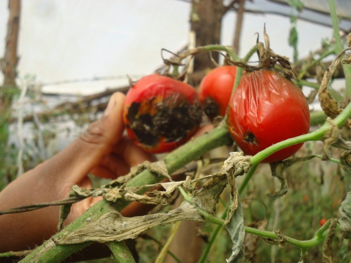 tuta-absoluta-charistiko-chtypima-gia-tis-kritikes-ntomates-upd-21717