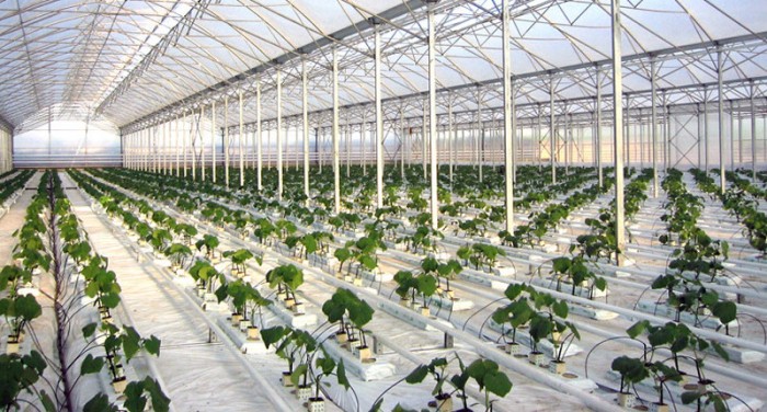 xanthi-to-megalytero-ydroponiko-thermokipio-tis-na-evropis-ypsous-1466-ekat-evro-22496
