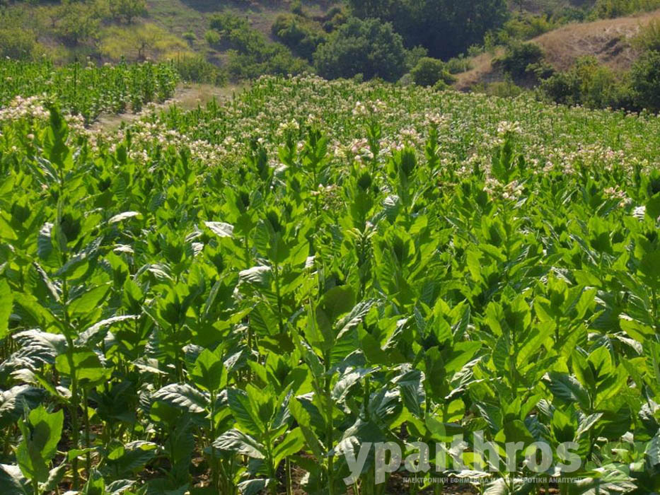 Η καλλιέργεια του καπνού στις Σέρρες Η καλλιέργεια του καπνού στις Σέρρες