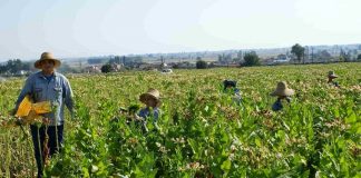 Άμεσες ενισχύσεις ή εργαλεία διαχείρισης κινδύνων;