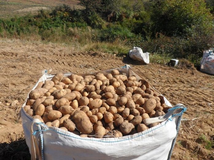 Άνω Βροντού & Ορεινή Σερρών: Φθηνές αλλά αδιάθετες οι πατάτες