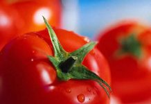 Θερμοκηπιακή ντομάτα: "Πιέσεις" στην τιμή παραγωγού