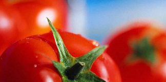 Θερμοκηπιακή ντομάτα: "Πιέσεις" στην τιμή παραγωγού