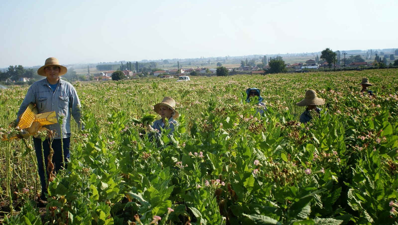 ta-dikaiologitika-gia-ti-chorigisi-tis-vevaiosis-mitroou-agroton-26054