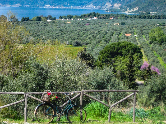 Ελαιώνας: Ένα καταφύγιο τουριστών στην Εύβοια