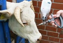 Νέοι ευρωπαϊκοί κανόνες Αφορούν την καταπολέμηση των ασθενειών των ζώων