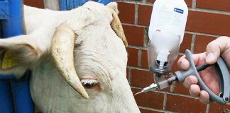 Νέοι ευρωπαϊκοί κανόνες Αφορούν την καταπολέμηση των ασθενειών των ζώων