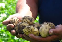 Στη Νότια Αλμωπίας η πατάτα «καρπίζει» αυξημένο εισόδημα