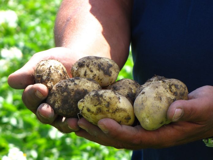 Στη Νότια Αλμωπίας η πατάτα «καρπίζει» αυξημένο εισόδημα